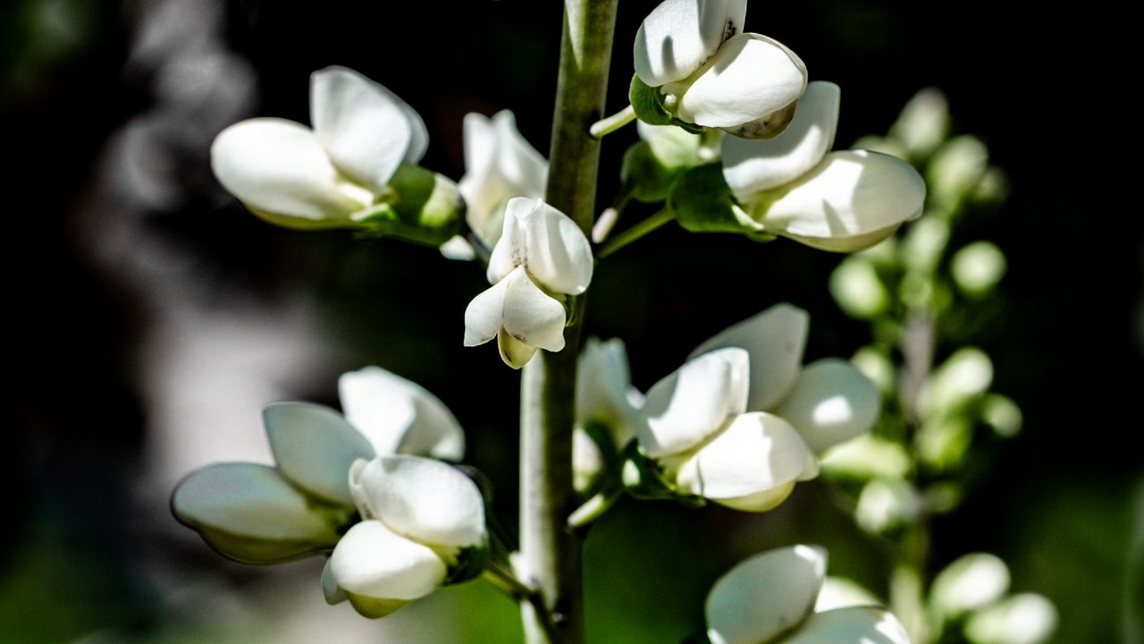 Wallpaper buds, flowers, plant, petals, stem