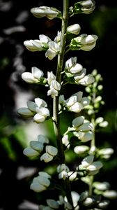 Preview wallpaper buds, flowers, plant, petals, stem