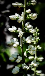 Preview wallpaper buds, flowers, plant, petals, stem