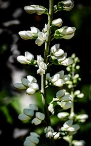 Preview wallpaper buds, flowers, plant, petals, stem