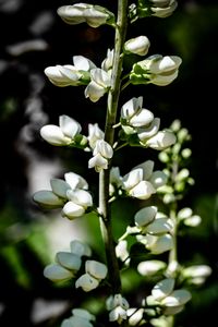 Preview wallpaper buds, flowers, plant, petals, stem