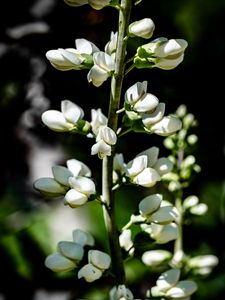 Preview wallpaper buds, flowers, plant, petals, stem