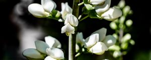 Preview wallpaper buds, flowers, plant, petals, stem
