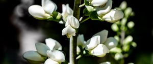 Preview wallpaper buds, flowers, plant, petals, stem