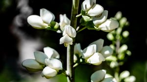 Preview wallpaper buds, flowers, plant, petals, stem