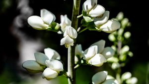 Preview wallpaper buds, flowers, plant, petals, stem