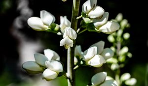 Preview wallpaper buds, flowers, plant, petals, stem