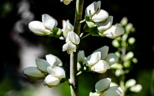 Preview wallpaper buds, flowers, plant, petals, stem