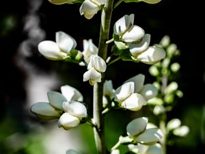 Preview wallpaper buds, flowers, plant, petals, stem
