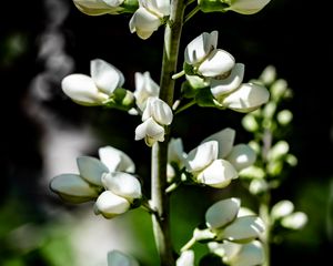 Preview wallpaper buds, flowers, plant, petals, stem