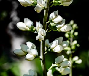 Preview wallpaper buds, flowers, plant, petals, stem