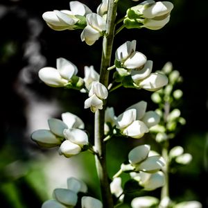 Preview wallpaper buds, flowers, plant, petals, stem