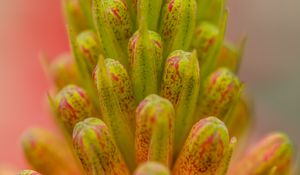 Preview wallpaper buds, macro, plant, closeup