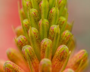 Preview wallpaper buds, macro, plant, closeup