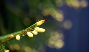 Preview wallpaper buds, needles, cones, bokeh