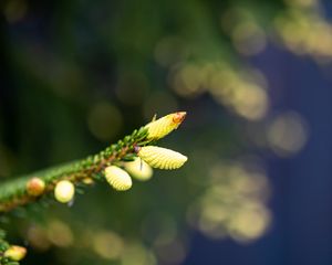 Preview wallpaper buds, needles, cones, bokeh