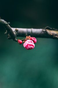 Preview wallpaper buds, pink, macro, branch, spring