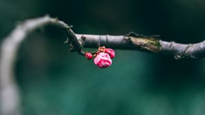 Preview wallpaper buds, pink, macro, branch, spring