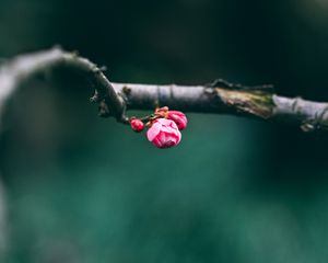 Preview wallpaper buds, pink, macro, branch, spring