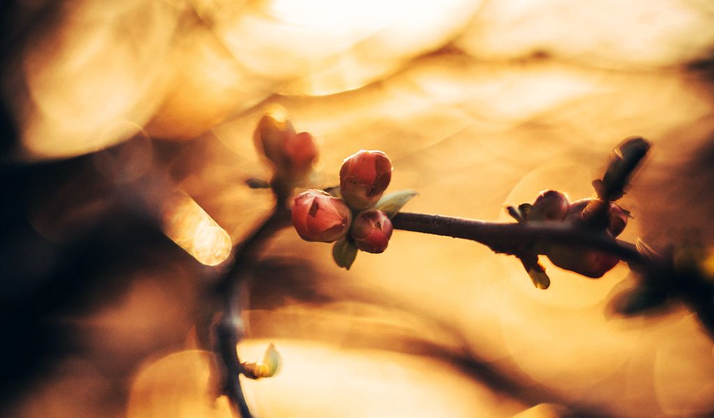 1024x600 Wallpaper buds, spring, branch, macro, blur, glare, bokeh
