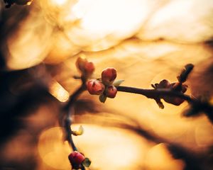 Preview wallpaper buds, spring, branch, macro, blur, glare, bokeh