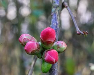 Preview wallpaper buds, spring, flowers, tree