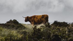 Preview wallpaper buffalo, animal, brown, field, nature