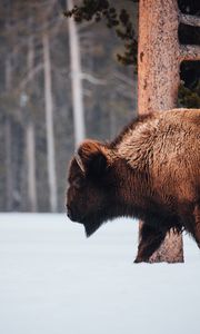 Preview wallpaper buffalo, animal, snow