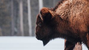 Preview wallpaper buffalo, animal, snow