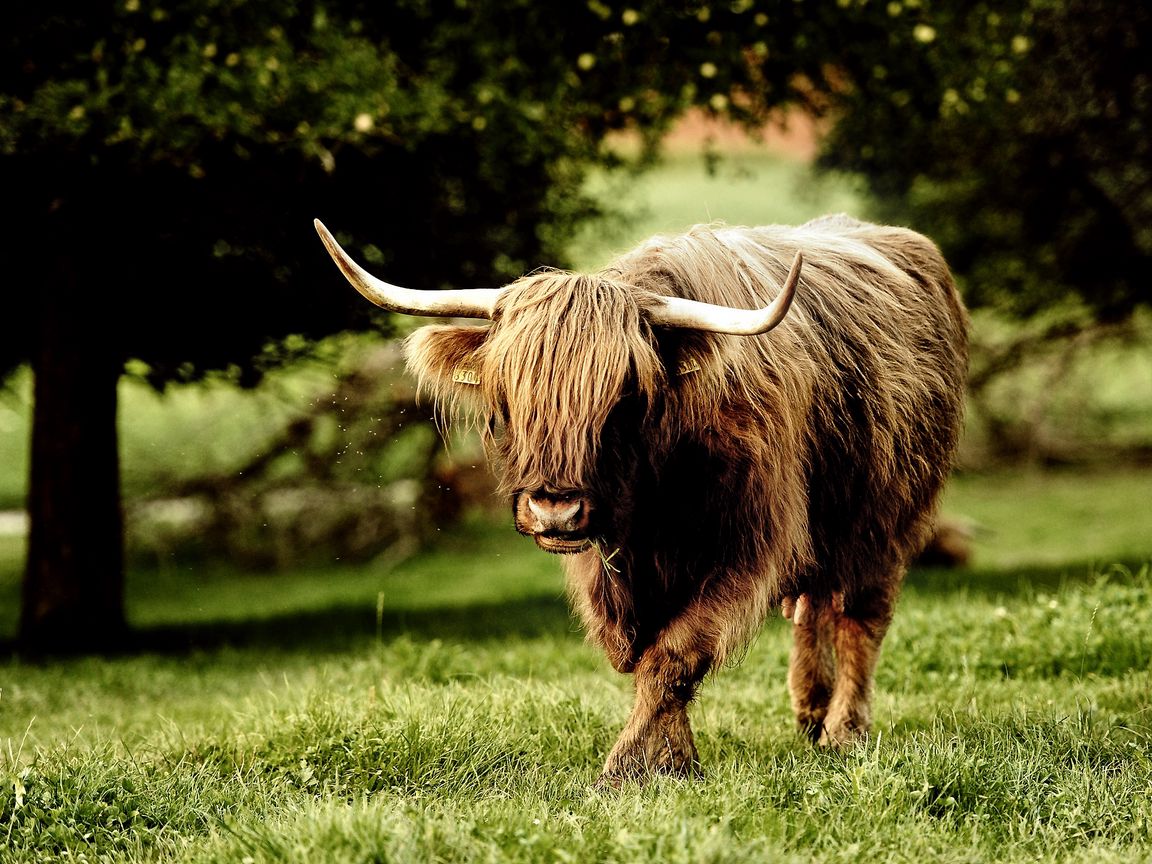 1152x864 Wallpaper buffalo, bull, grass, walk, horn