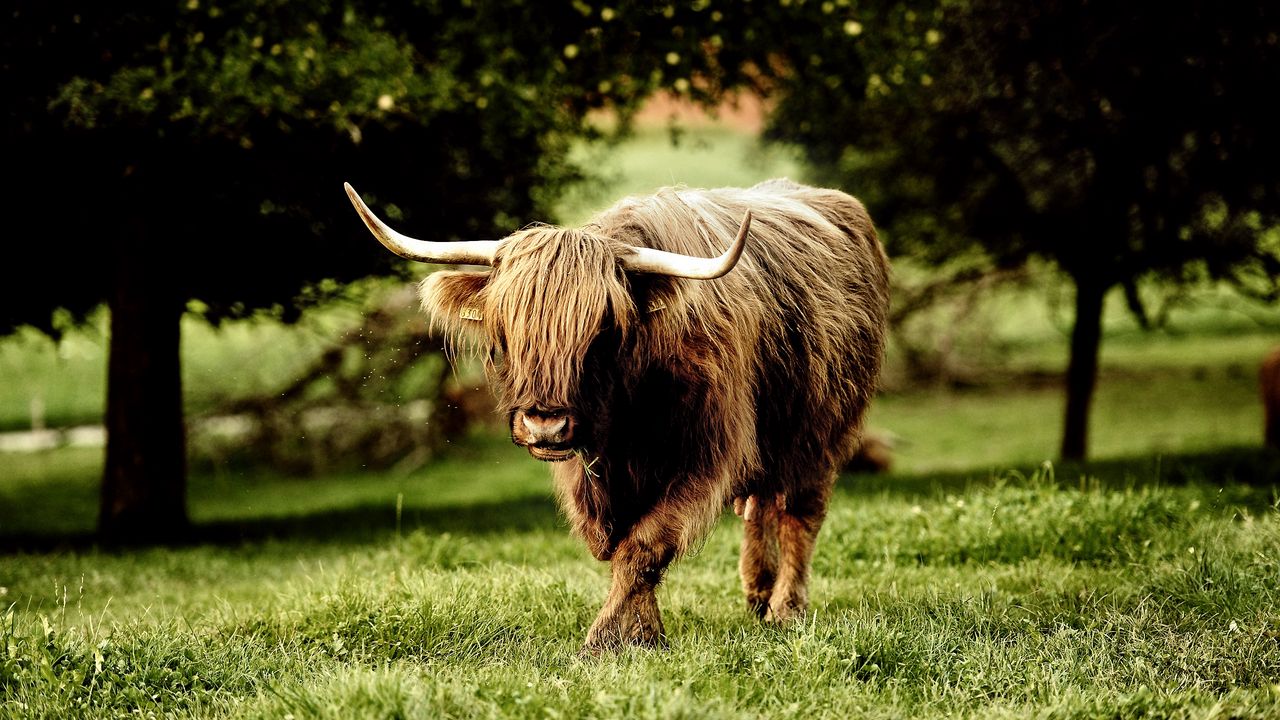 Wallpaper buffalo, bull, grass, walk, horn