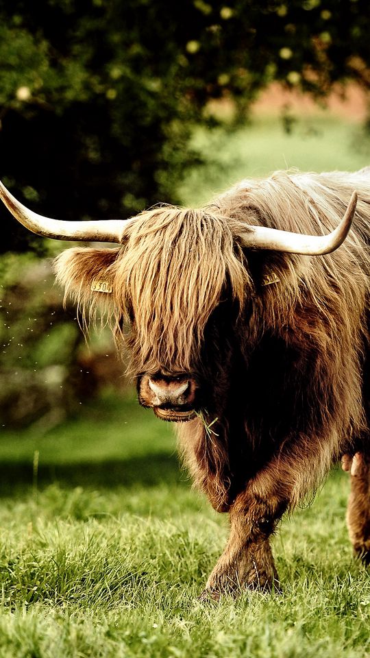 540x960 Wallpaper buffalo, bull, grass, walk, horn