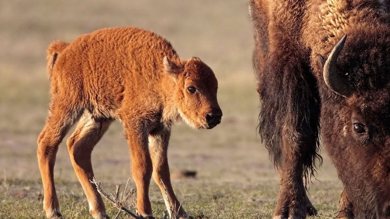 Wallpaper buffalo, calf, grass, walk, food, animals