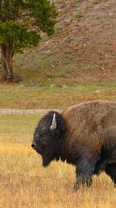 Preview wallpaper buffalo, grass, walk, golf