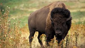 Preview wallpaper buffalo, horn, grass, flowers