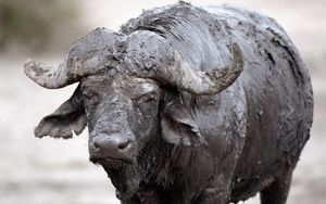 Preview wallpaper buffalo, mud, cooling