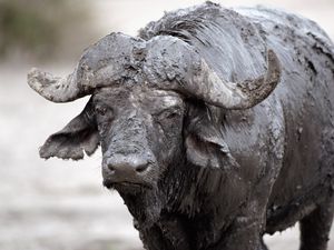 Preview wallpaper buffalo, mud, cooling