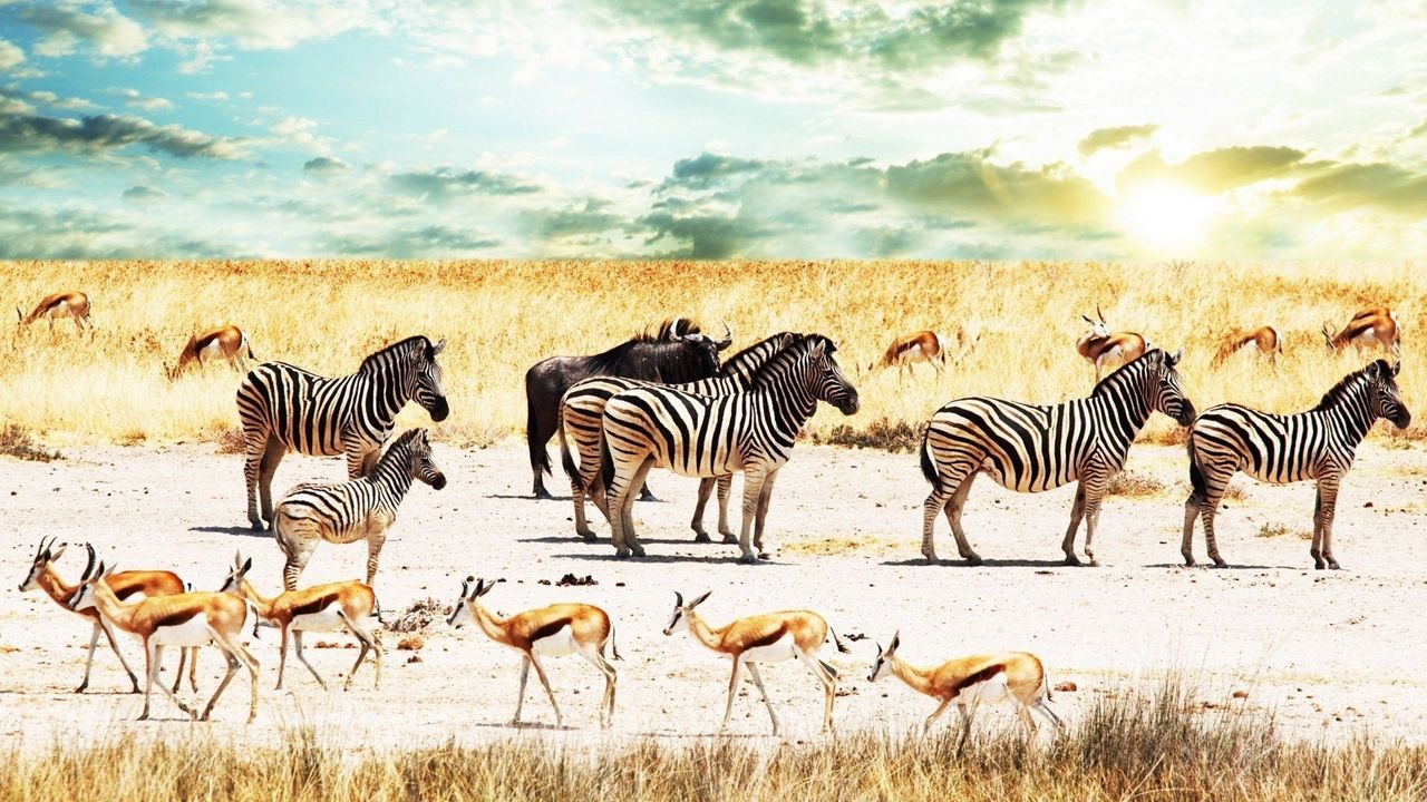 Wallpaper buffalo, zebra, africa, sky, savannah, antelope