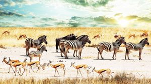 Preview wallpaper buffalo, zebra, africa, sky, savannah, antelope