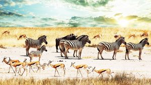 Preview wallpaper buffalo, zebra, africa, sky, savannah, antelope