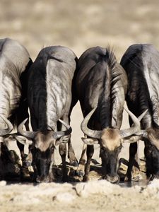 Preview wallpaper buffaloes, watering, horn