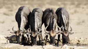 Preview wallpaper buffaloes, watering, horn