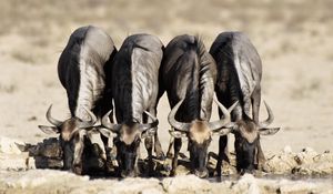 Preview wallpaper buffaloes, watering, horn