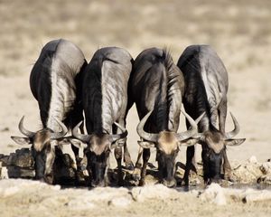 Preview wallpaper buffaloes, watering, horn