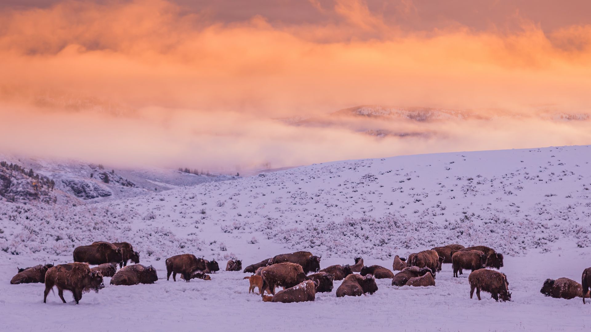 Download wallpaper 1920x1080 buffalos, herd, snow, hills, winter full ...