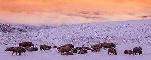 Preview wallpaper buffalos, herd, snow, hills, winter