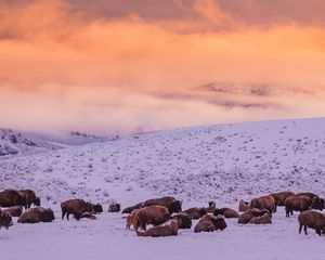 Preview wallpaper buffalos, herd, snow, hills, winter
