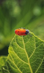 Preview wallpaper bug, leaf, macro, insect, red