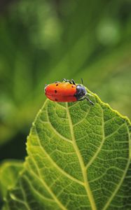 Preview wallpaper bug, leaf, macro, insect, red