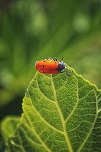 Preview wallpaper bug, leaf, macro, insect, red